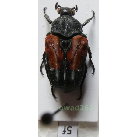Taeniodera tricolor Mohnike, 1873 female Philippines5f